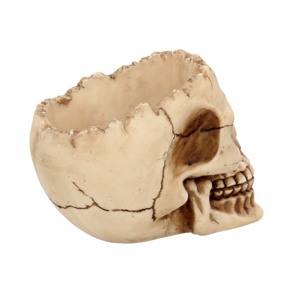 Lobo Skull